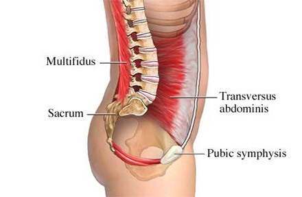Transversus abdominis and multifidus