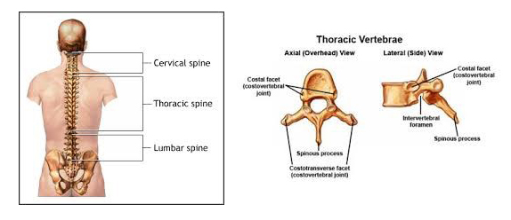Thoracic mobility and neck pain