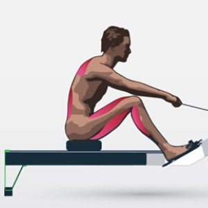 Image courtesy of https://fittingguy.com/how-to-use-rowing-machine-at-gym/
