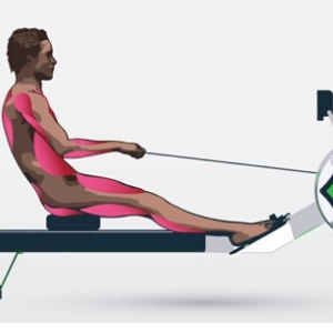 Image courtesy of https://fittingguy.com/how-to-use-rowing-machine-at-gym/