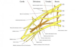 cervical radiculopathy image