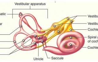 Benign Paroxysmal Positional Vertigo