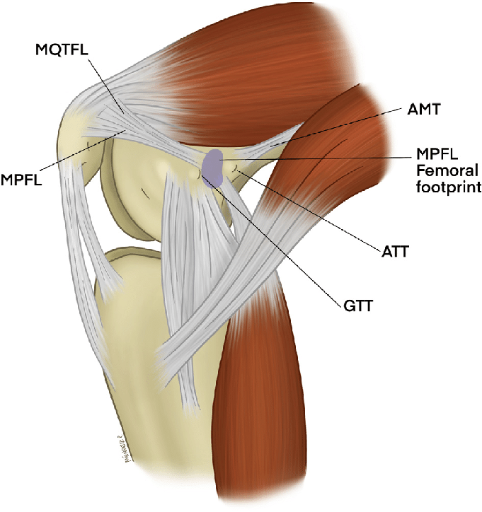 Medial view of flexed knee