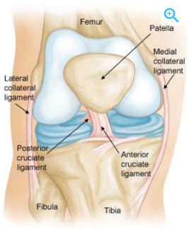 image of acl