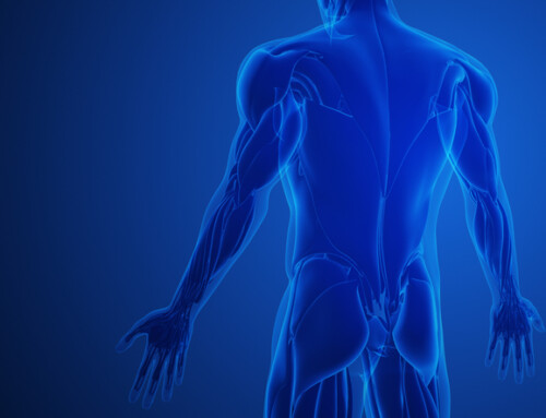 Myofascial Sequences